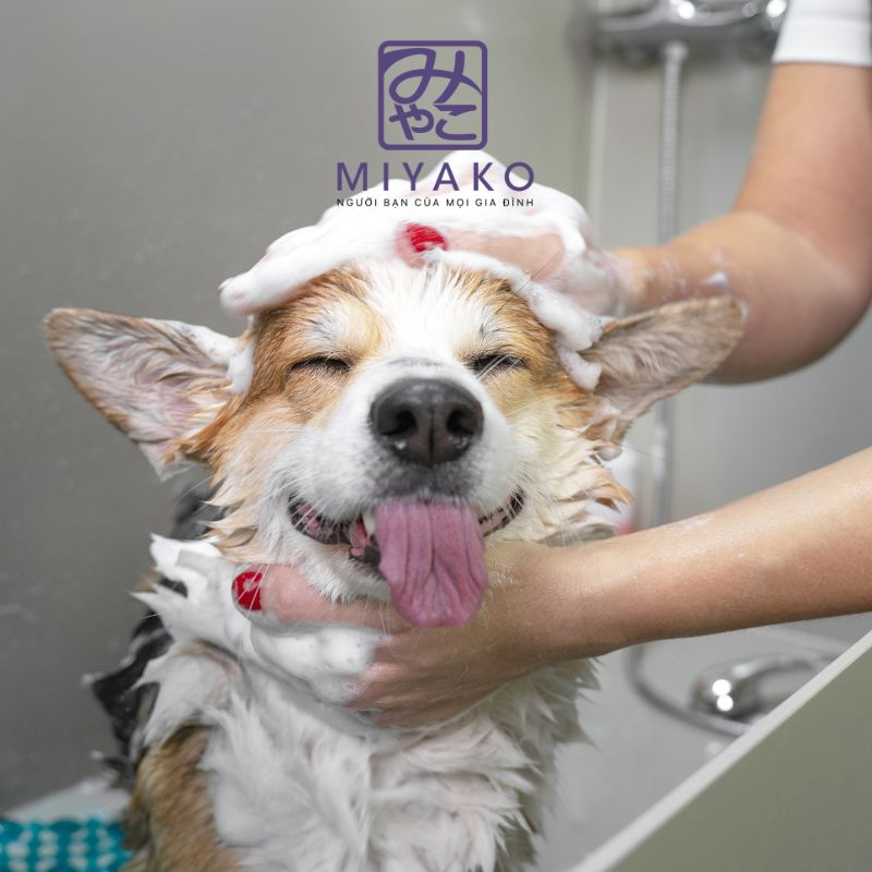 Chăm sóc thú cưng sạch sẽ tại nhà – Bí quyết vệ sinh và bảo vệ sức khỏe thú cưng mỗi ngày
