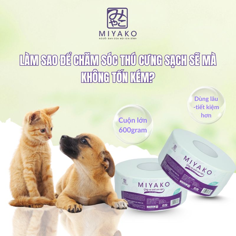 Khăn giấy cuộn lớn Miyako – Giải pháp vệ sinh sạch sẽ khi chăm sóc thú cưng tại nhà