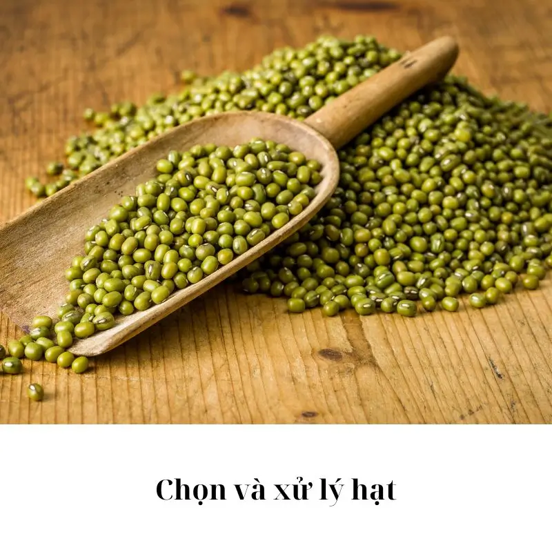Chọn và xử lý hạt