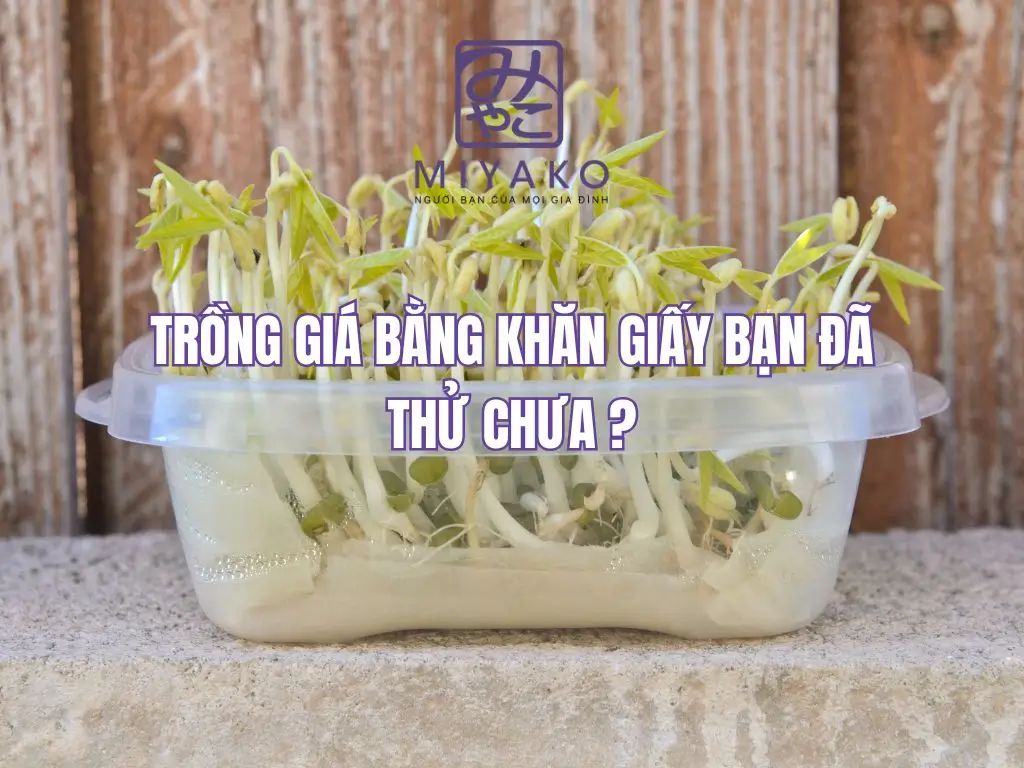 Cách Trồng Giá Bằng Khăn Giấy Tại Nhà: Nhanh, Sạch, Không Cần Đất