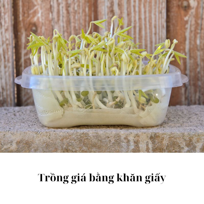 thu hoạch giá