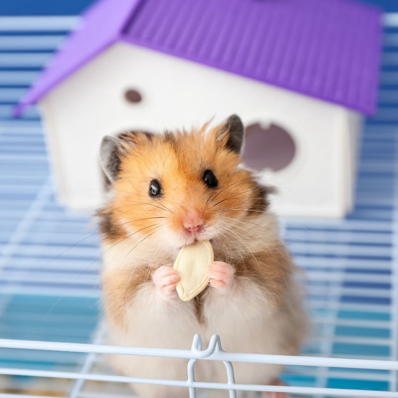 Cách lót chuồng hamster bằng giấy vệ sinh đúng chuẩn