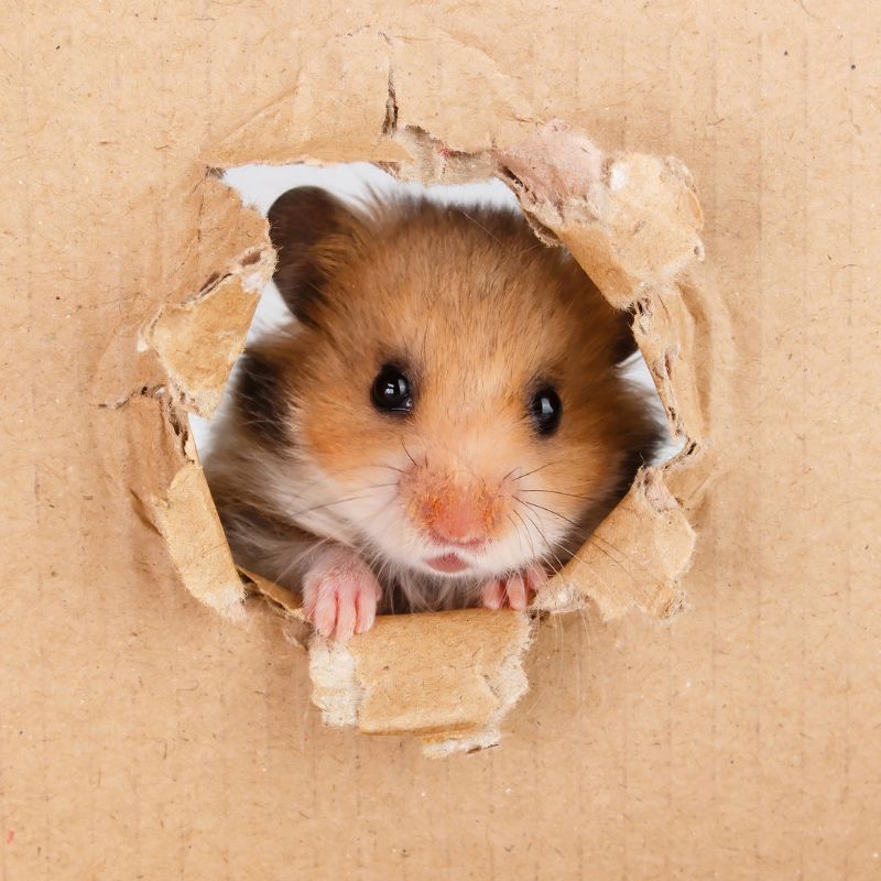 Vì sao cần lót chuồng cho hamster?