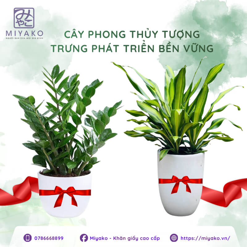 Cây xanh tặng quà khai trương may mắn